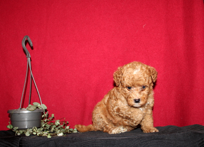 puppy, for, sale, Mini GoldenDoodle F2BB, Matthew B. Stoltzfus, dog, breeder, Gap, PA, dog-breeder, puppy-for-sale, forsale, nearby, find, puppyfind, locator, puppylocator, aca